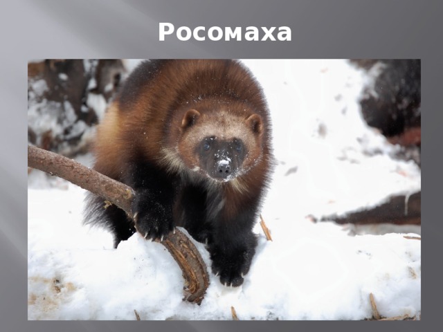 Росомаха