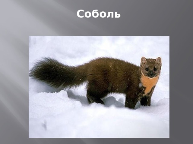 Соболь