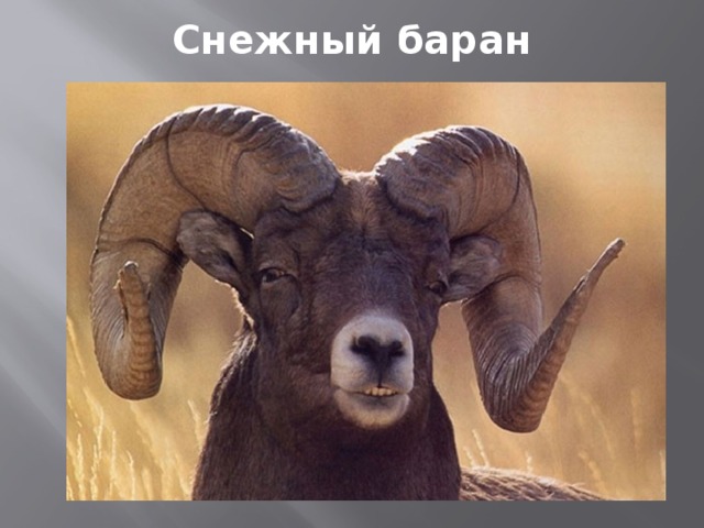 Снежный баран