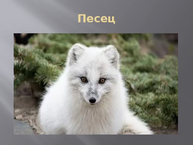 Песец