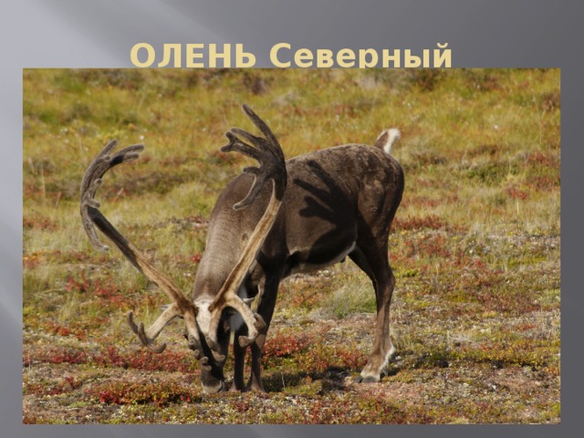 ОЛЕНЬ Северный