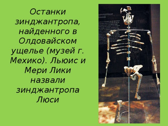 Останки зинджантропа, найденного в Олдовайском ущелье (музей г. Мехико). Льюис и Mери Лики назвали зинджантропа Люси