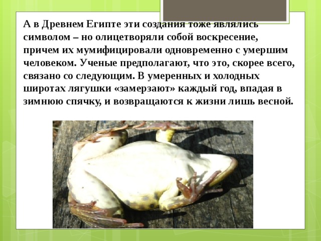 А в Древнем Египте эти создания тоже являлись символом – но олицетворяли собой воскресение, причем их мумифицировали одновременно с умершим человеком. Ученые предполагают, что это, скорее всего, связано со следующим. В умеренных и холодных широтах лягушки «замерзают» каждый год, впадая в зимнюю спячку, и возвращаются к жизни лишь весной.