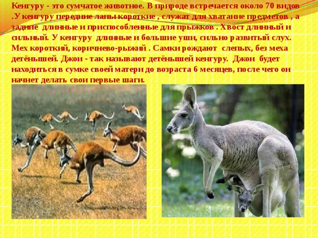 Кенгуру - это сумчатое животное.  В природе встречается около 70 видов .У кенгуру передние лапы короткие , служат для хватание предметов , а задние длинные и приспособленные для прыжков . Хвост длинный и сильный. У кенгуру длинные и большие уши, сильно развитый слух. Мех короткий, коричнево-рыжий . Самки рождают слепых, без меха детёнышей. Джои - так называют детёнышей кенгуру. Джои будет находиться в сумке своей матери до возраста 6 месяцев, после чего он начнет делать свои первые шаги.