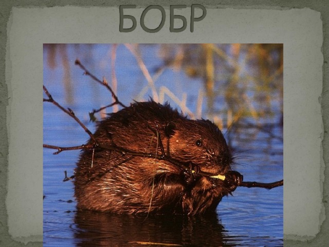 beaver