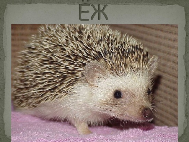 hedgehog