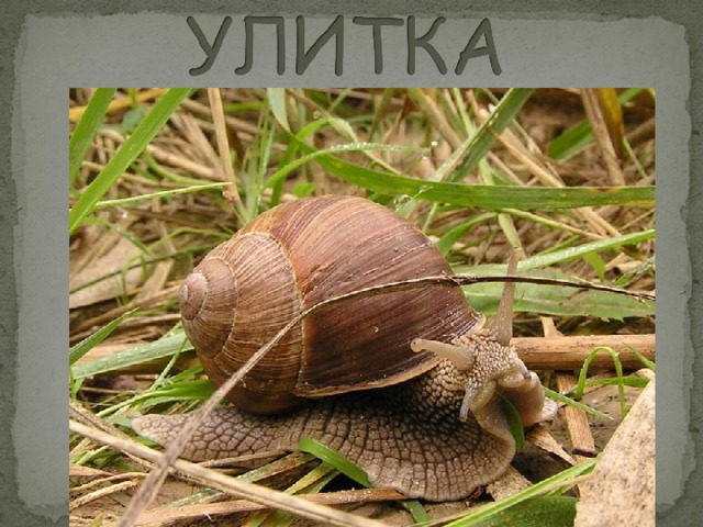 snail