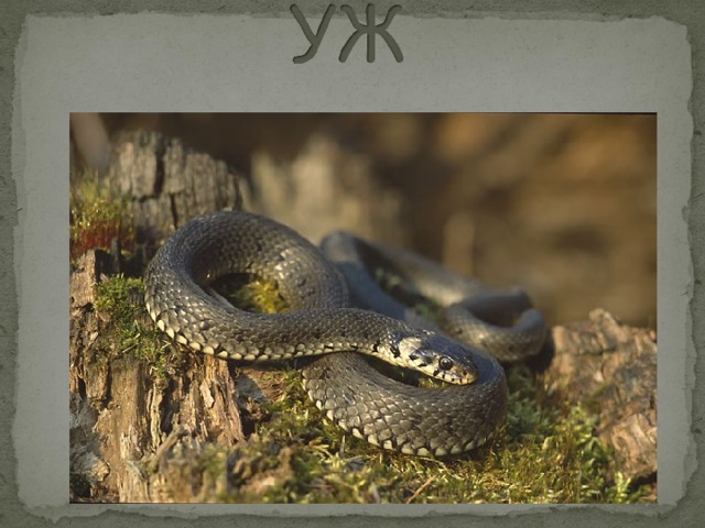 snake