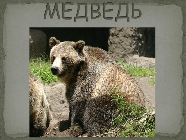 Bear