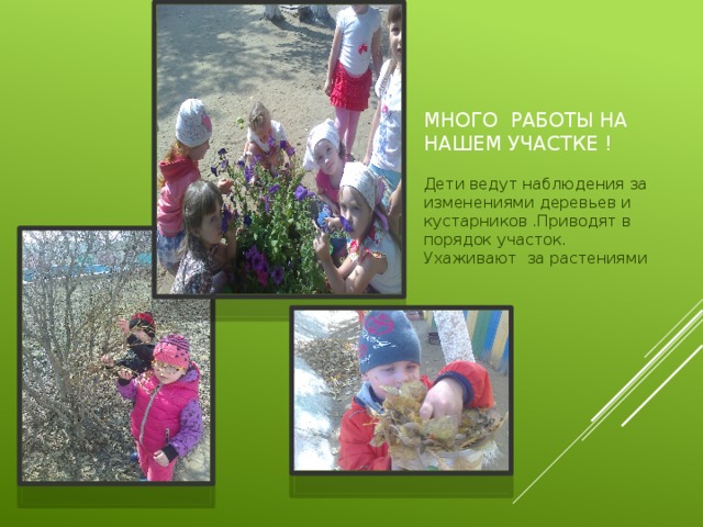 Много работы на нашем участке ! Дети ведут наблюдения за изменениями деревьев и кустарников .Приводят в порядок участок. Ухаживают за растениями