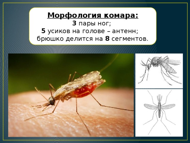 Морфология комара: 3 пары ног; 5 усиков на голове – антенн; брюшко делится на 8 сегментов.