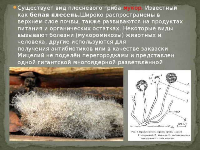 Существует вид плесневого гриба- мукор.  Известный как белая плесень. Широко распространены в верхнем слое почвы, также развиваются на продуктах питания и органических остатках. Некоторые виды вызывают болезни (мукоромикозы) животных и человека, другие используются для получения антибиотиков или в качестве закваски Мицелий не поделён перегородками и представлен одной гигантской многоядерной разветвлённой