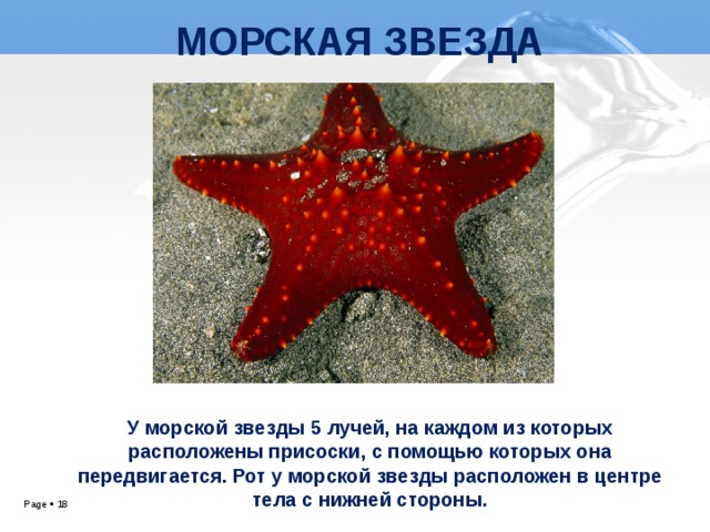 МОРСКАЯ ЗВЕЗДА У морской звезды 5 лучей, на каждом из которых расположены присоски, с помощью которых она передвигается. Рот у морской звезды расположен в центре тела с нижней стороны.