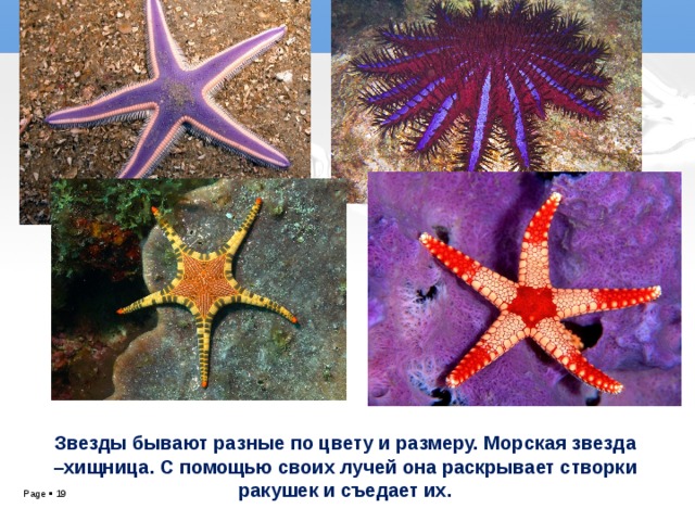 Звезды бывают разные по цвету и размеру. Морская звезда –хищница. С помощью своих лучей она раскрывает створки ракушек и съедает их.