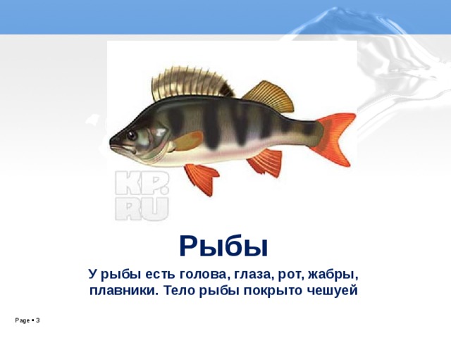 Рыбы У рыбы есть голова, глаза, рот, жабры, плавники. Тело рыбы покрыто чешуей