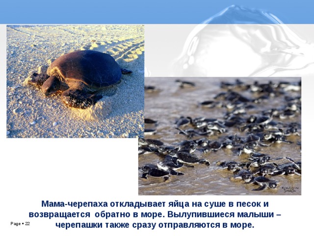 Мама-черепаха откладывает яйца на суше в песок и возвращается обратно в море. Вылупившиеся малыши –черепашки также сразу отправляются в море.