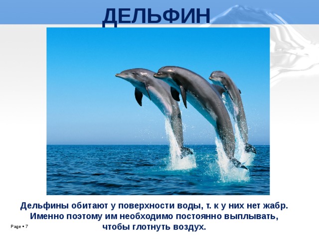 ДЕЛЬФИН Дельфины обитают у поверхности воды, т. к у них нет жабр. Именно поэтому им необходимо постоянно выплывать, чтобы глотнуть воздух.