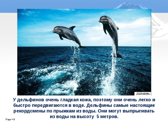 У У дельфинов очень гладкая кожа, поэтому они очень легко и быстро передвигаются в воде. Дельфины самые настоящие рекордсмены по прыжкам из воды. Они могут выпрыгивать из воды на высоту 5 метров.