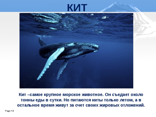 КИТ Кит –самое крупное морское животное. Он съедает около тонны еды в сутки. Но питаются киты только летом, а в остальное время живут за счет своих жировых отложений.