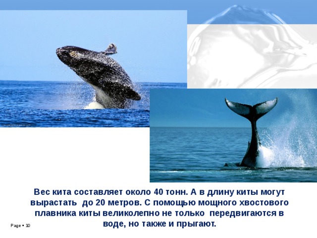 Вес кита составляет около 40 тонн. А в длину киты могут вырастать до 20 метров. С помощью мощного хвостового плавника киты великолепно не только передвигаются в воде, но также и прыгают.