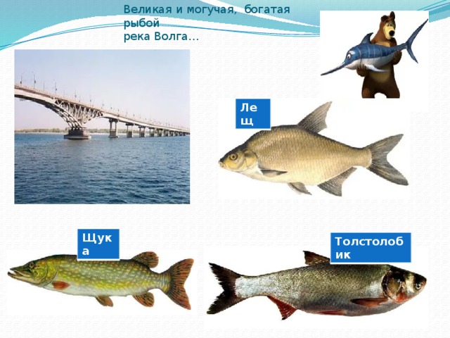 Великая и могучая, богатая рыбой  река Волга… Лещ Щука Толстолобик