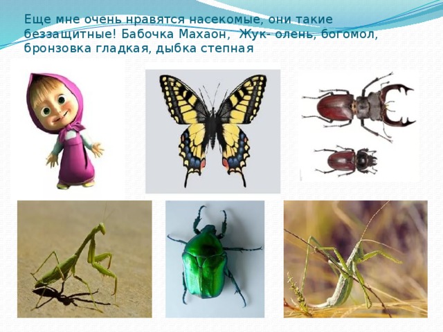 Еще мне очень нравятся насекомые, они такие беззащитные! Бабочка Махаон, Жук- олень, богомол, бронзовка гладкая, дыбка степная