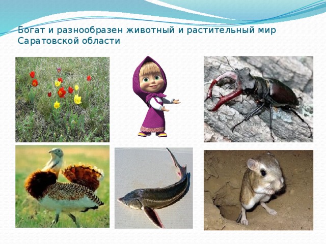 Богат и разнообразен животный и растительный мир Саратовской области