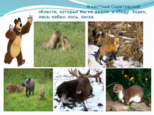 Животные Саратовской области, которых мы не дадим в обиду. Хорек, лиса, кабан, лось, ласка.