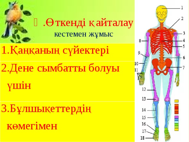 Ⅲ .Өткенді қайталау кестемен жұмыс 1.Қаңқаның сүйектері 2.Дене сымбатты болуы  үшін 3.Бұлшықеттердің  көмегімен