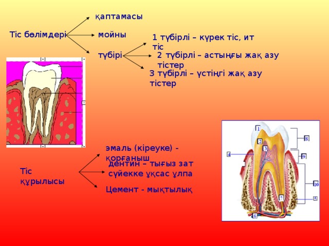 қаптамасы мойны Тіс бөлімдері 1 түбірлі – күрек тіс, ит тіс түбірі 2 түбірлі – астыңғы жақ азу тістер 3 түбірлі – үстіңгі жақ азу тістер эмаль (кіреуке) - қорғаныш дентин – тығыз зат сүйекке ұқсас ұлпа Тіс құрылысы Цемент - мықтылық