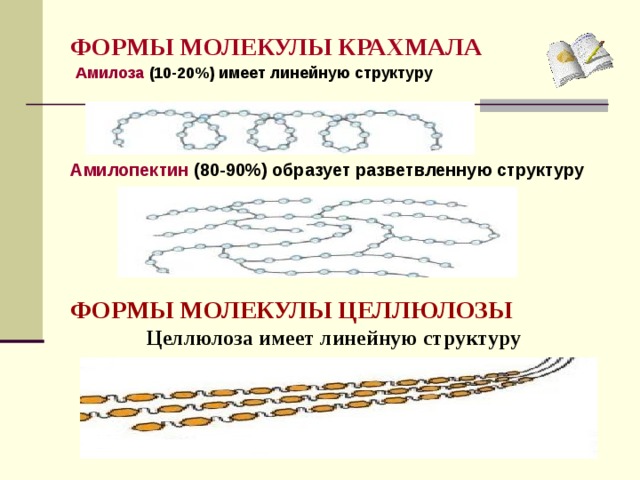 ФОРМЫ МОЛЕКУЛЫ КРАХМАЛА Амилоза (10-20%) имеет линейную структуру Амилопектин (80-90%) образует разветвленную структуру ФОРМЫ МОЛЕКУЛЫ ЦЕЛЛЮЛОЗЫ Целлюлоза имеет линейную структуру