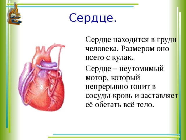 Сердце.  Сердце находится в груди человека. Размером оно всего с кулак.  Сердце – неутомимый мотор, который непрерывно гонит в сосуды кровь и заставляет её обегать всё тело.