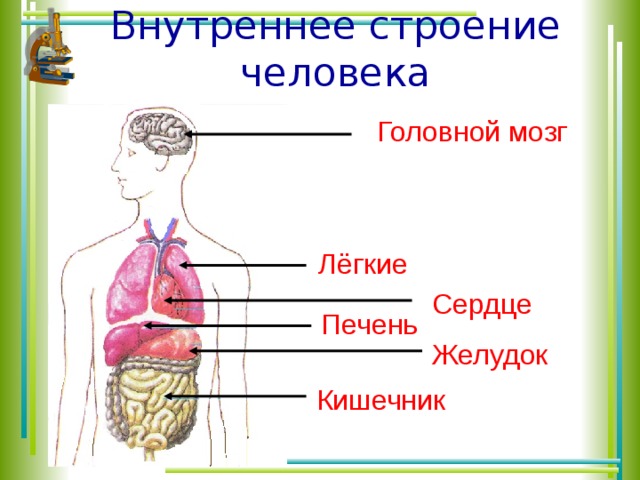Внутреннее строение человека Головной мозг Лёгкие Сердце Печень Желудок Кишечник