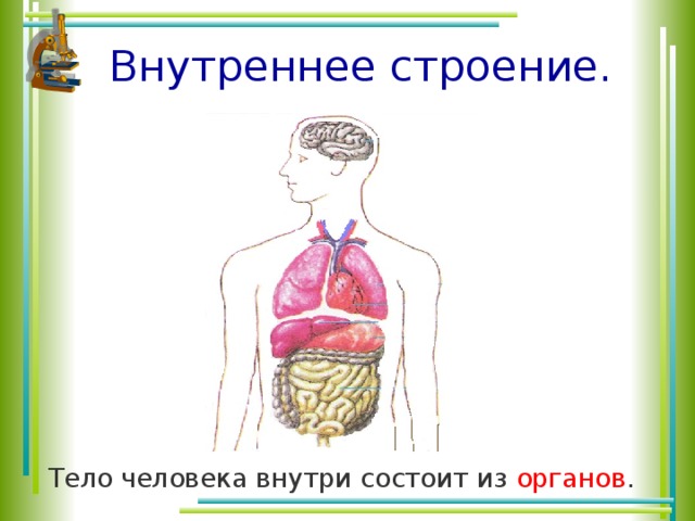 Внутреннее строение. Тело человека внутри состоит из органов .