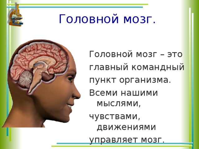 Головной мозг. Головной мозг – это главный командный пункт организма. Всеми нашими мыслями, чувствами, движениями управляет мозг.