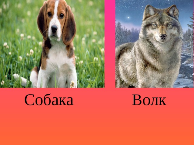 Собака Волк