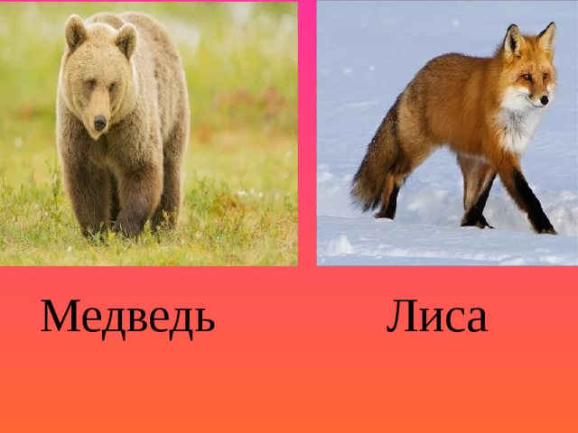 Лис и медведь читать. Мишка и Лисичка. Лисица и медведь. Животные лиса и медведь. Медведь и лиса картинки.
