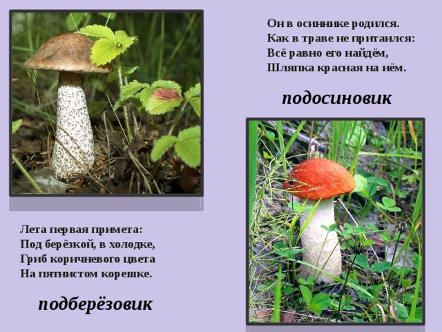 Он в осиннике родился. Как в траве не притаился: Всё равно его найдём, Шляпка красная на нём . подосиновик Лета первая примета: Под берёзкой, в холодке, Гриб коричневого цвета На пятнистом корешке. подберёзовик