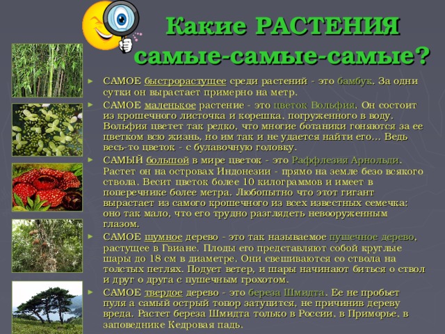 Какие РАСТЕНИЯ самые-самые-самые?