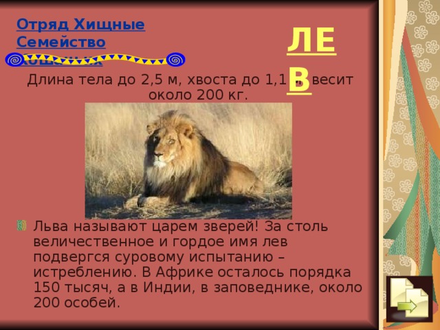 Отряд Хищные  Семейство Кошачьих ЛЕВ Длина тела до 2,5 м, хвоста до 1,1 м; весит около 200 кг.