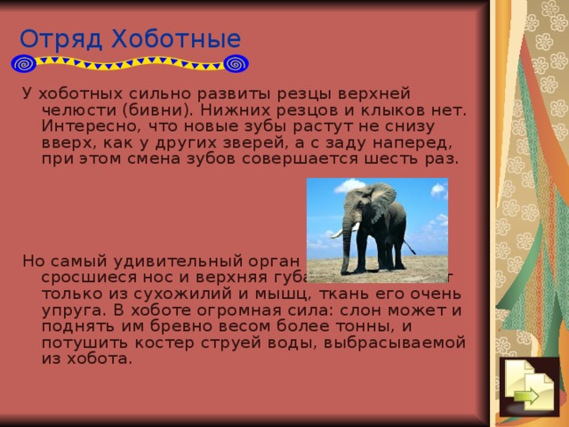 Отряд Хоботные У хоботных сильно развиты резцы верхней челюсти (бивни). Нижних резцов и клыков нет. Интересно, что новые зубы растут не снизу вверх, как у других зверей, а с заду наперед, при этом смена зубов совершается шесть раз. Но самый удивительный орган - хобот, сросшиеся нос и верхняя губа. Хобот состоит только из сухожилий и мышц, ткань его очень упруга. В хоботе огромная сила: слон может и поднять им бревно весом более тонны, и потушить костер струей воды, выбрасываемой из хобота.