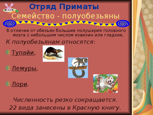 Отряд Приматы   Семейство - полуобезьяны В отличии от обезьян большие полушария головного мозга с небольшим числом извилин или гладкие. К полуобезьянам относятся : Тупайи , Лемуры , Лори . Численность резко сокращается. 22 вида занесены в Красную книгу.