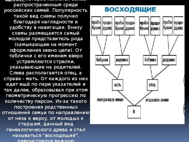 восходящее генеалогическое древо, которое является более распространенным среди российских семей. Популярность такой вид схемы получил благодаря наглядности и удобству в навигации. Внизу схемы размещается самый молодой представитель рода (замыкающее на момент оформления звено цепи). От таблички с его именем вверх устремляются стрелки, указывающие на родителей. Слева располагается отец, а справа - мать. От каждого из них идет ещё по паре указателей и так далее, образовывая при этом геометрическую прогрессию по количеству персон. Из-за такого построения родственных отношений семьи по направлению от низа к верху, от молодых к старшим, данный вид генеалогического древа и стал называться 