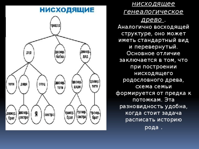 нисходящее генеалогическое древо   . Аналогично восходящей структуре, оно может иметь стандартный вид и перевернутый. Основное отличие заключается в том, что при построении нисходящего родословного древа, схема семьи формируется от предка к потомкам. Эта разновидность удобна, когда стоит задача расписать историю рода .