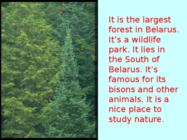 It is the largest forest in Belarus. It’s a wildlife park. It lies in the South of Belarus. It’s famous for its bisons and  other animals. It is a nice place to study nature.