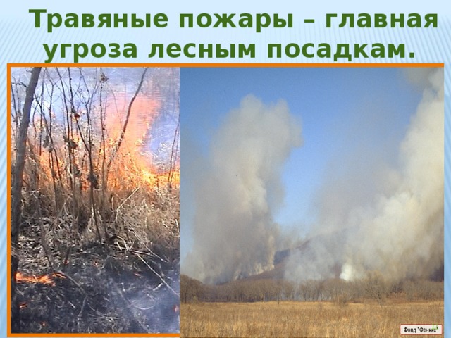 Травяные пожары – главная угроза лесным посадкам.