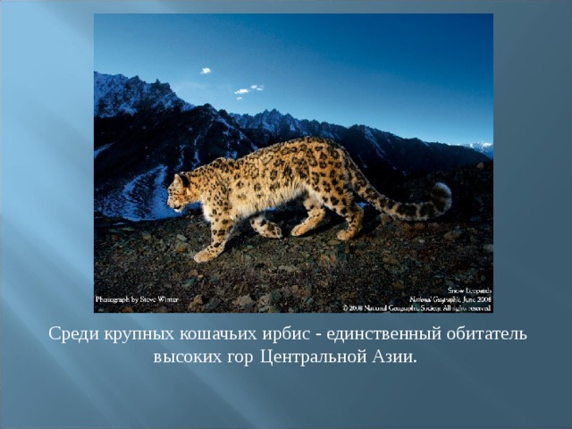 Среди крупных кошачьих ирбис - единственный обитатель высоких гор  Центральной Азии. 