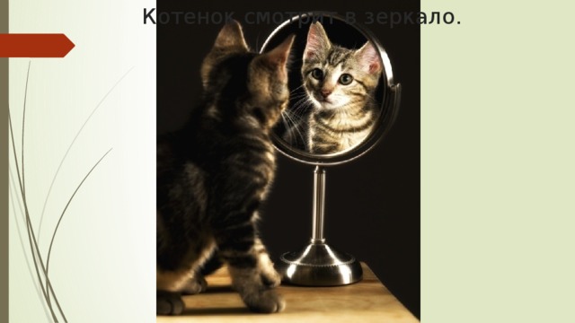 Котенок смотрит в зеркало.