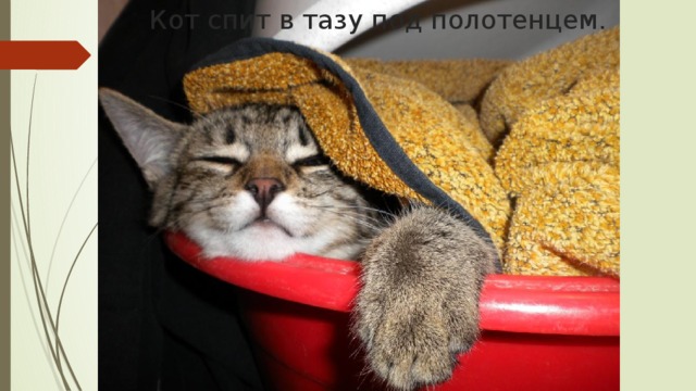 Кот спит в тазу под полотенцем.