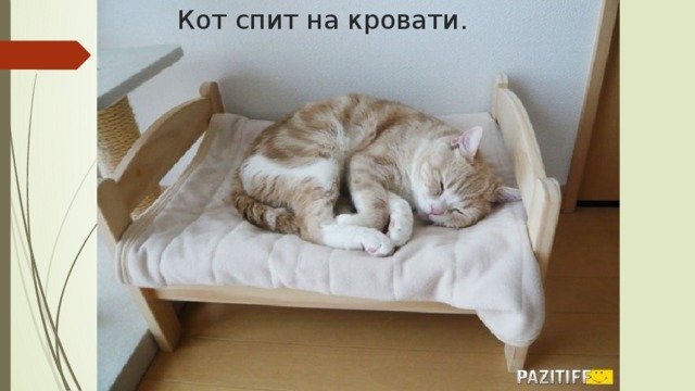 Кот спит на кровати.